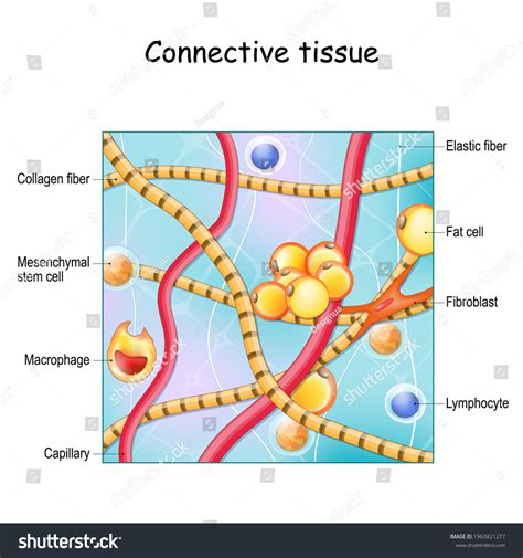 Connective Tissue Structure Anatomy Extracellular Matrix Stock Vector (Royalty Free) 1963821277 ...