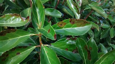 On the Lookout: Downy Mildew on Viburnum Awabuki - UF/IFAS Extension Orange County