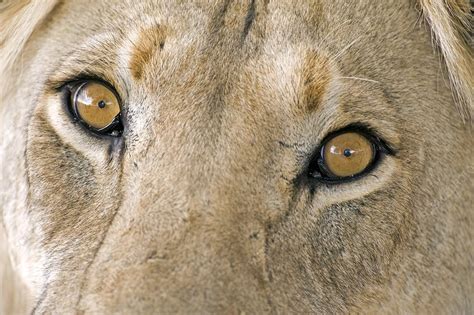 African lion's eyes - Stock Image - C009/9580 - Science Photo Library