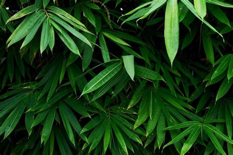 Premium Photo | Green bamboo leaves texture for background