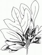 Sassafras Leaves coloring Page  ColouringPages sketch template
