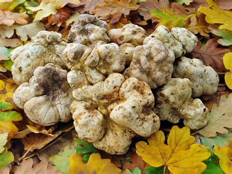 Tracking White Truffles in D.C. - Eater DC