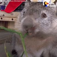 Wombat GIFs - Find & Share on GIPHY