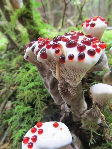 🔥 The ‘Bleeding Tooth Fungus' also known as the 'Devil's tooth'. Red sap oozes through its tiny ...