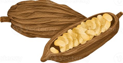 Cocoa bean clip art 23411502 PNG