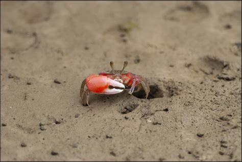 Fiddler crabs are quite common in mangroves…burrowing into soft sand to avoid predation and ...