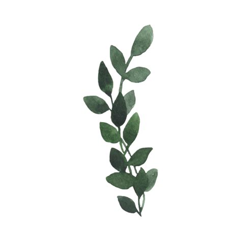 Plant Aesthetic Png Images Transparent Background Png Play | The Best Porn Website