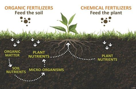 Fertilizer process illustration | Organic lawn, Organic fertilizer, Fertilizer for plants