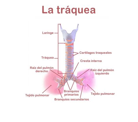 La Tráquea – Paxala.com