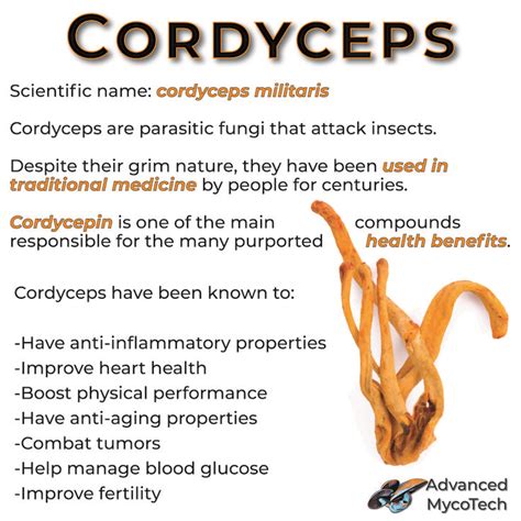 Cordyceps | Cordyceps, Cordyceps benefits, Lack of energy