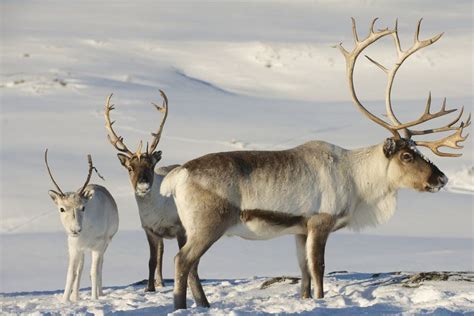 The Marvel and Magic of Reindeer Antlers