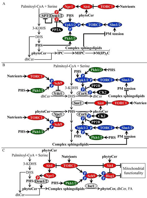 Sphingolipid metabolism, nutrient-sensing signaling and... | Download Scientific Diagram