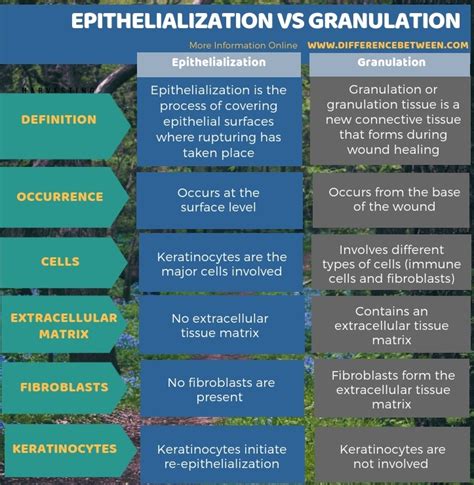 Difference Between Epithelialization and Granulation | Compare the Difference Between Similar Terms