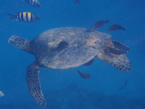 Snorkeling with Turtles in Honolulu - Galerie