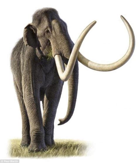 Columbian mammoth - Alchetron, The Free Social Encyclopedia