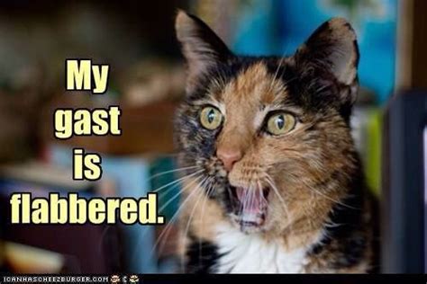 Flabbergasted | Haha funny, Funny animals, Silly cats