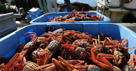 Alaska snow crab season canceled as officials investigate disappearance ...