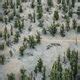 Methuselah Tree – Big Pine, California - Atlas Obscura