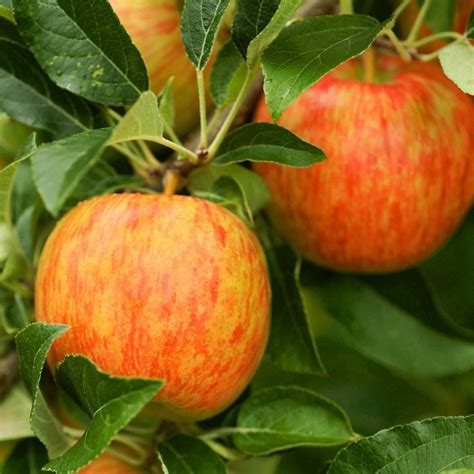 Honeycrisp Apple Trees for Sale – FastGrowingTrees.com