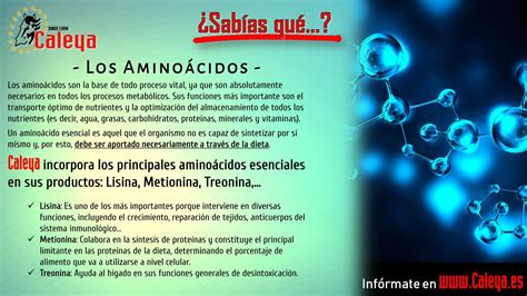 Conoce más sobre los aminoácidos y sus beneficios alimenticios