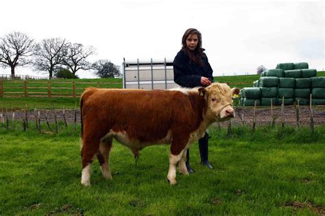 Mini Herefords easy to handle | Hereford cattle, Miniature hereford ...