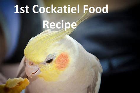 Cockatiel Bird Best Food Recipes, Brands And Cockatiel Care