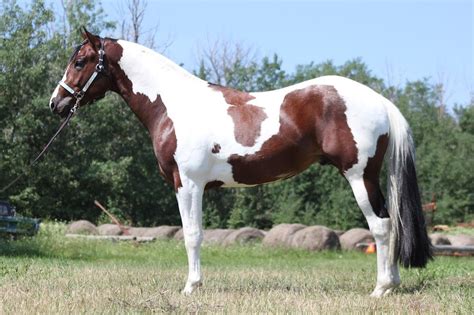 Tobiano Paint Horse | American paint horse, Horse painting, Horses