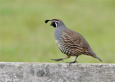 California Quail - Callipepla californica