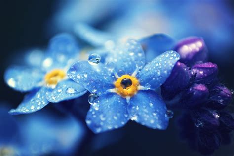 Blue flowers with dew drops close up shot HD wallpaper | Wallpaper Flare