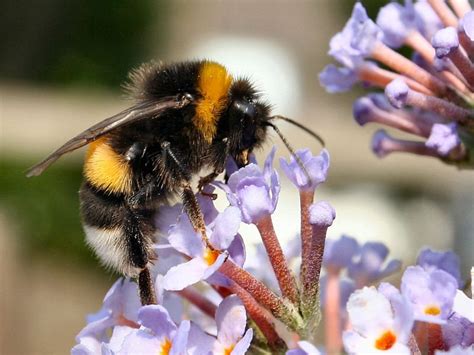 Buff-tailed bumblebee Free Photo Download | FreeImages