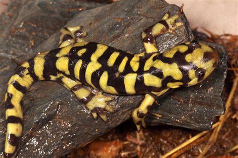 ANIMAL: El Ambystoma Tigrinum Salamandra