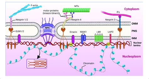 Nuclear Lamina Structure