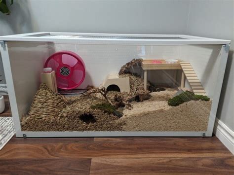 How to Set Up a Hamster Cage | Beginners Guide - Critter Mamas