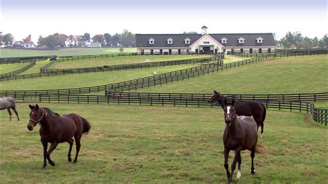 Three Horses Running in Grass near Barn and Buildings