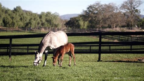 Horse Breeding Farms