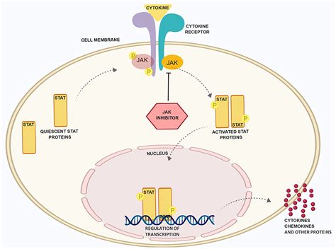 Jak Inhibitor Vitiligo : It belongs to a family of drugs known as janus kinase (jak) inhibitors ...