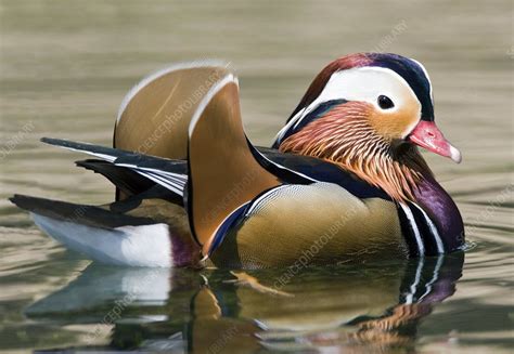 Male mandarin duck - Stock Image - C001/0640 - Science Photo Library