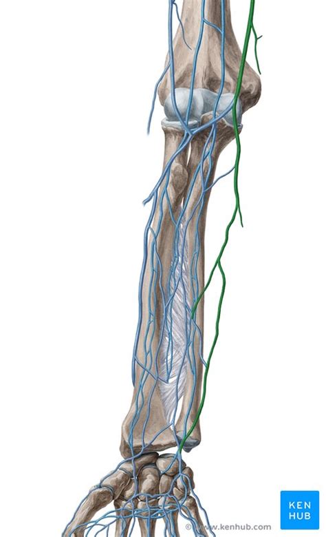 Basilic Vein Anatomy