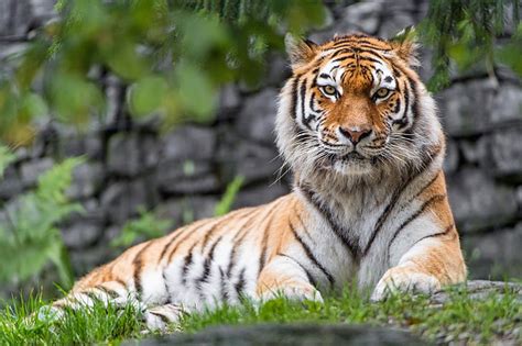 Online crop | HD wallpaper: selective focus photography of tiger ...