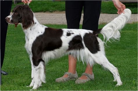 French Spaniel - Breeders, Facts, Pictures, Puppies, Rescue ...