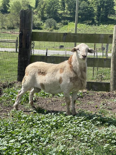 Katahdin Breeding Sheep | Phillips Family Farmstead