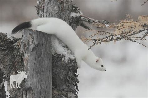 How Does The Ermine Adapt To The Tundra? — Forest Wildlife