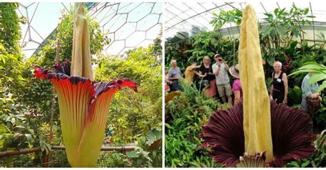 The World's Largest Flower Has Bloomed In Tokyo After 5 Long Years