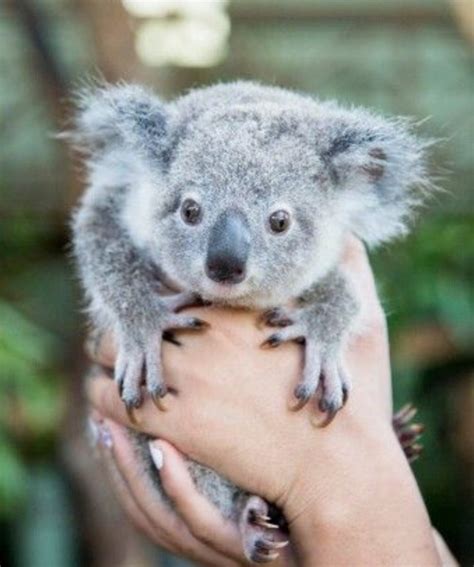 Hug A Cute Koala Anytime – Telegraph