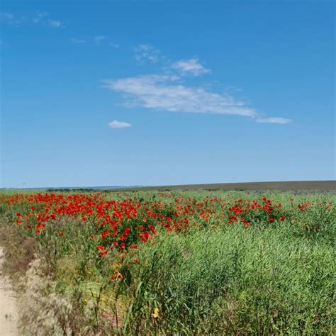 Premium Photo | A field of red flowers