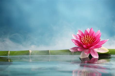 Lotus 1080P, 2K, 4K, 5K HD wallpapers free download | Wallpaper Flare