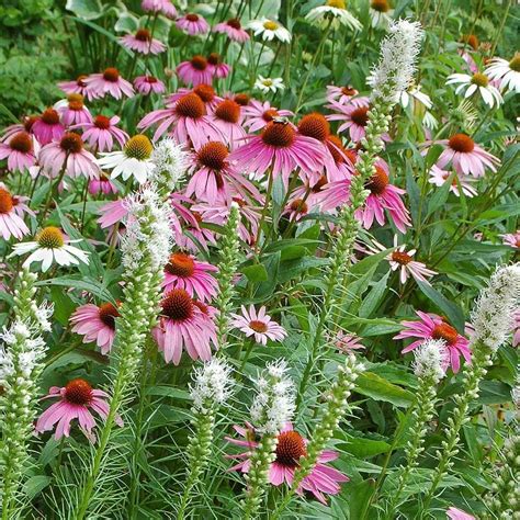 North American Native Plants | White Flower Farm