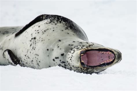 Antarctica Seals: Pictures, Facts and Information