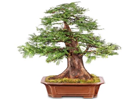 Care guide for Redwood Bonsai (Metasequoia and Sequoia) - Bonsai Empire