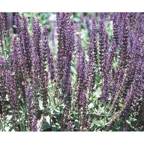 Monrovia Multicolor Salvia Plant in 1-Gallon Pot at Lowes.com